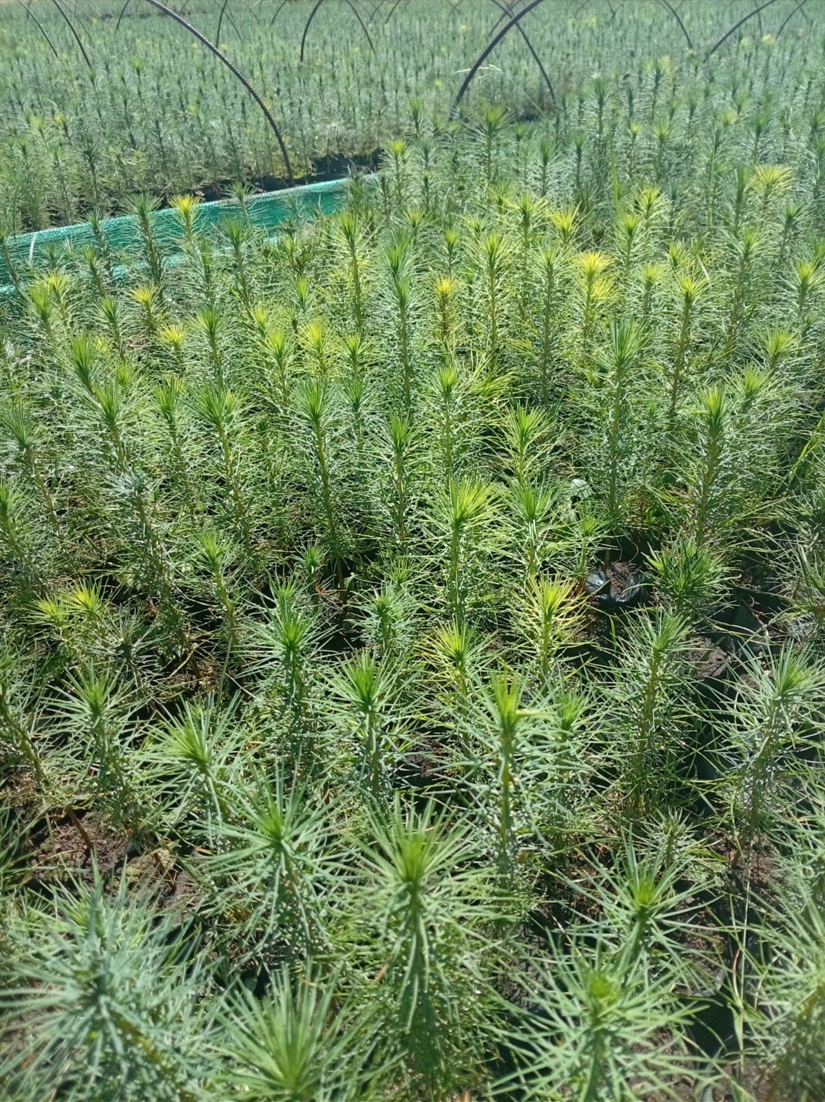 Plantón de pino en mano